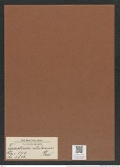 Triceratium cellulosum Grev. (de-Toni-Nr.: Genus 140, Species 3816) Zeichnungen Sammlung Grunow Mappe 03886 (Herbarium_W_Grunow_drawings_Folder_03886)